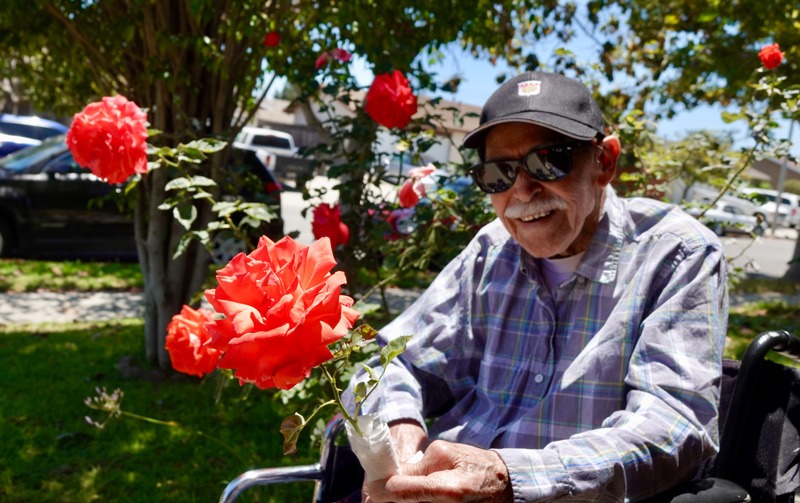 man in wheel chair with red rose
